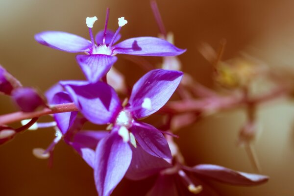 Hermosa flor púrpura sobre fondo borroso