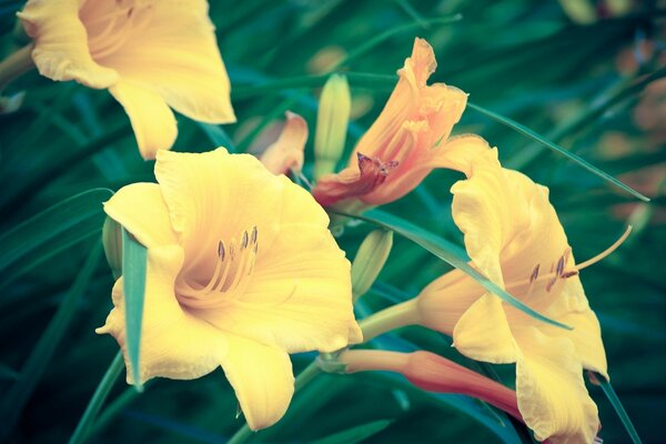 Tropical Summer Yellow Flower