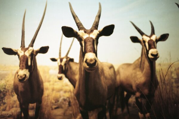 Photos of antelopes grazing in the fresh air