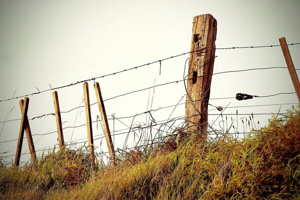 Fence with barbed wire and wooden posts