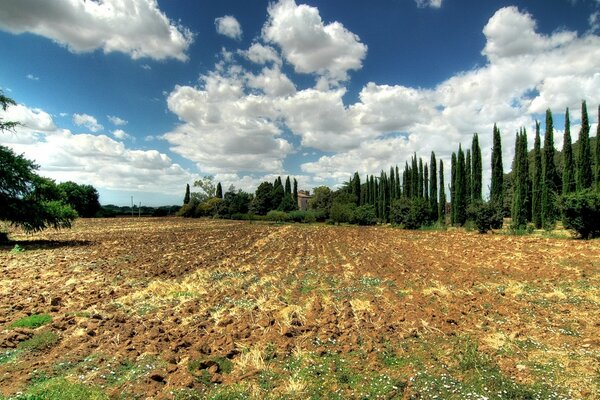 Campo com céu azul e árvores colunares