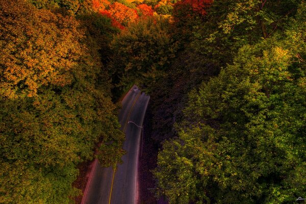 Autumn road with beautiful trees