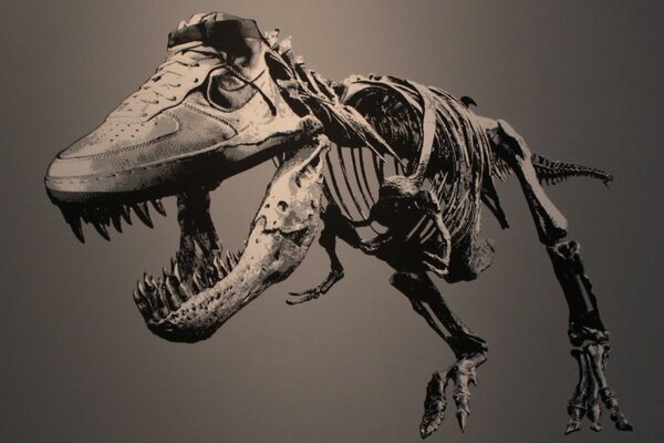 Dinosaur skeleton on a gray background