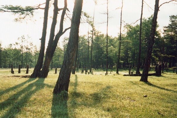 Tageslandschaft von Bäumen im Wald