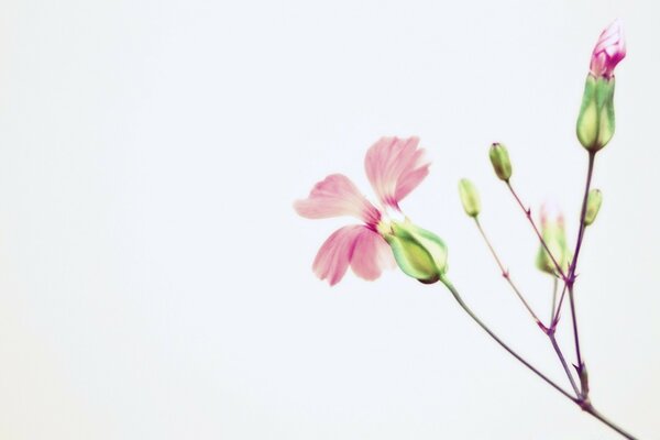 Delicate pink flowers on a white background