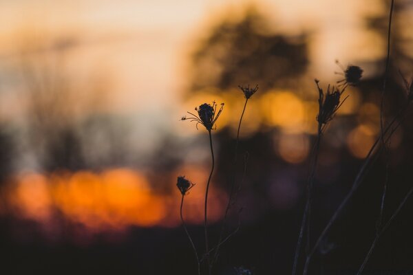 Tokyo Blumen auf Sonnenuntergang Hintergrund