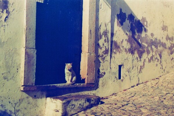 The cat looks down from the window of an old building