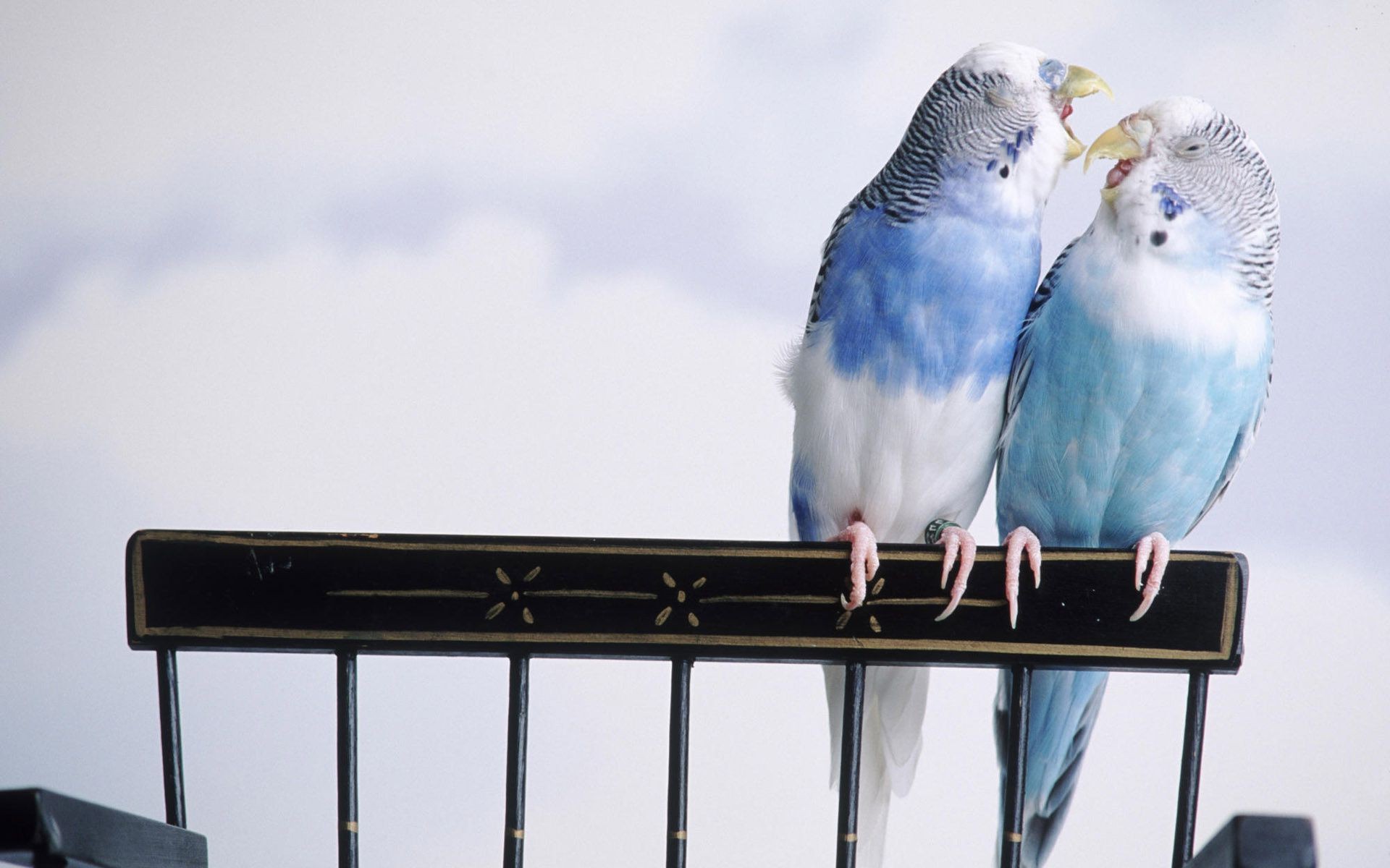 animais pássaro um luz do dia dois ao ar livre céu vista lateral vida selvagem