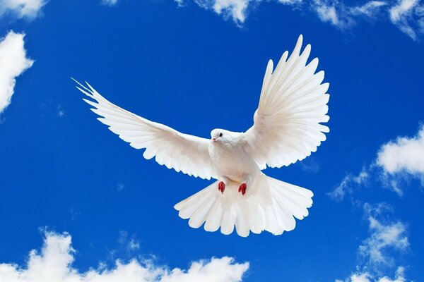 Peace to the world. A dove in the blue sky