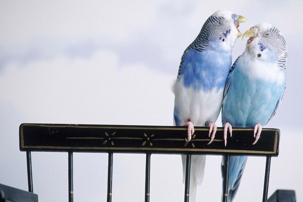 Periquitos periquitos periquitos aves aves aves