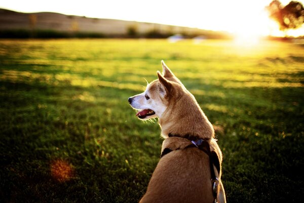 Belle photo de chien sur fond d herbe