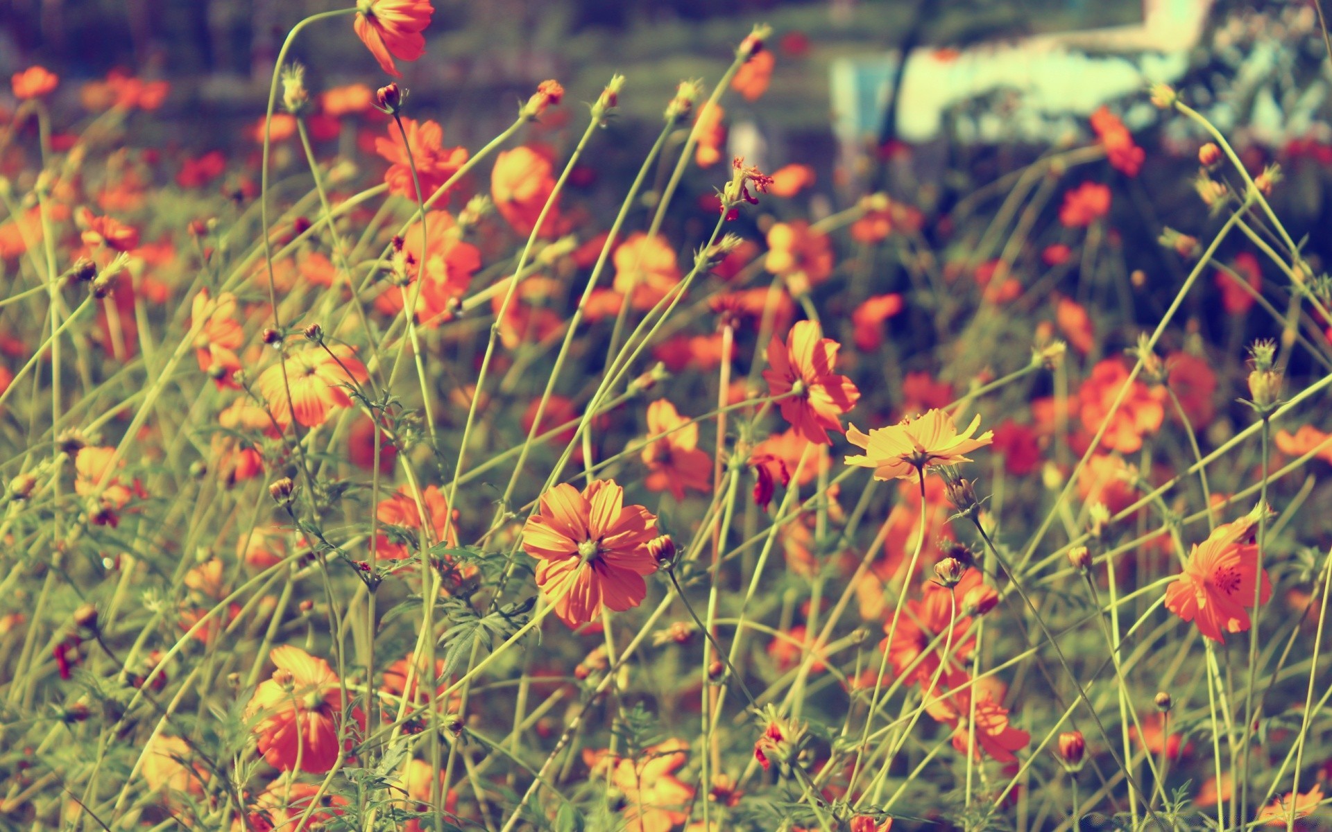 vintage fleur nature champ été flore jardin saison foin lumineux à l extérieur herbe couleur croissance floral feuille beau temps bluming rural gros plan beau