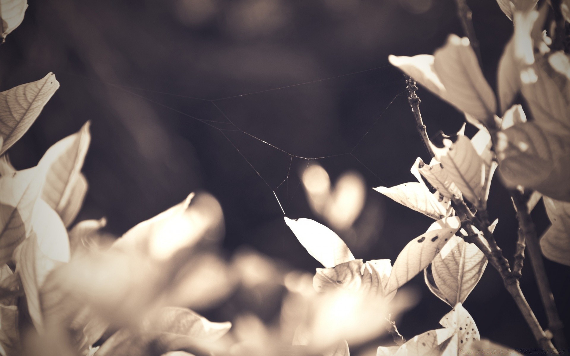 vintage naturaleza monocromo hoja al aire libre flor solo desenfoque