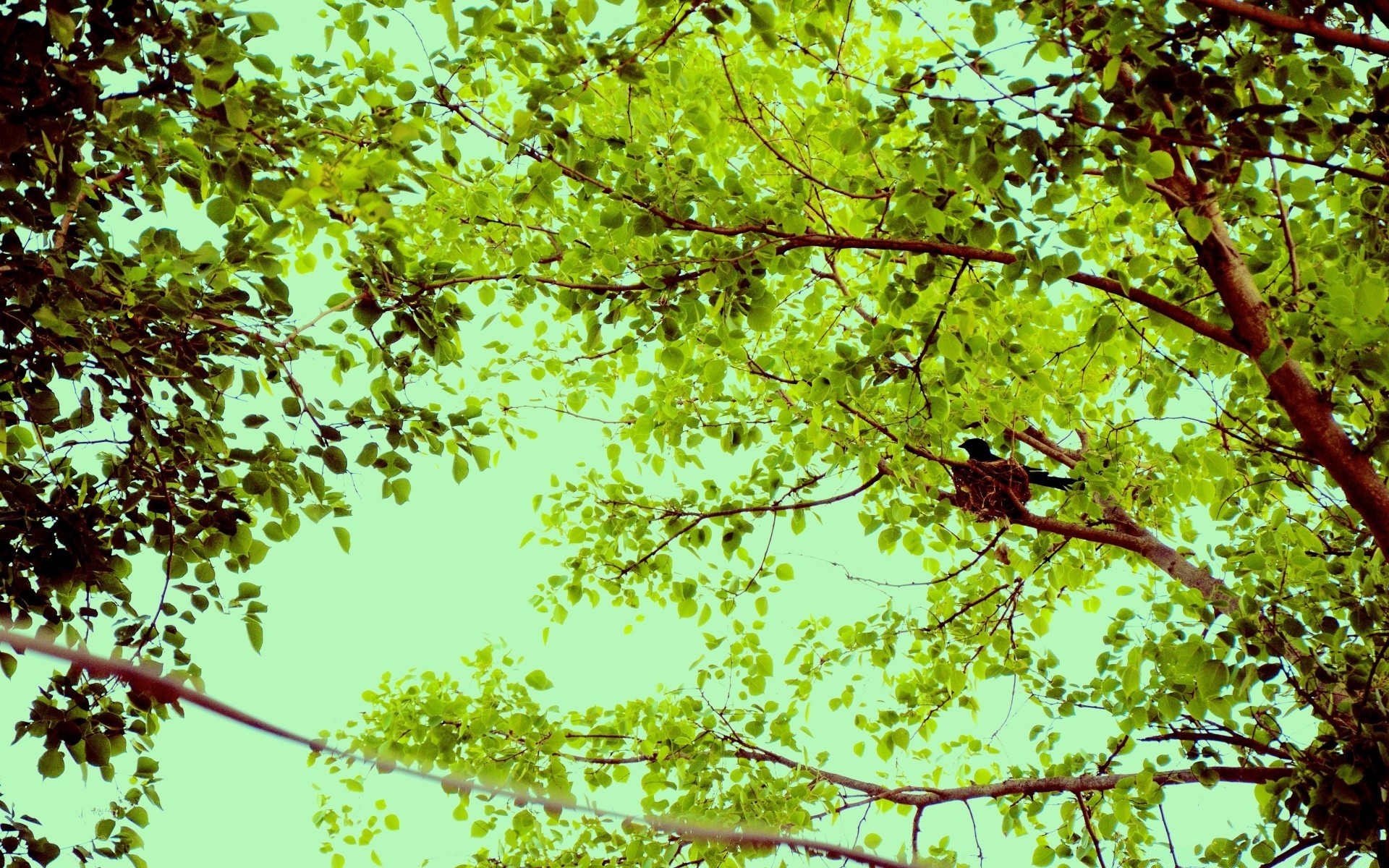 vintage feuille nature lumineux bureau arbre branche flore couleur été bois environnement