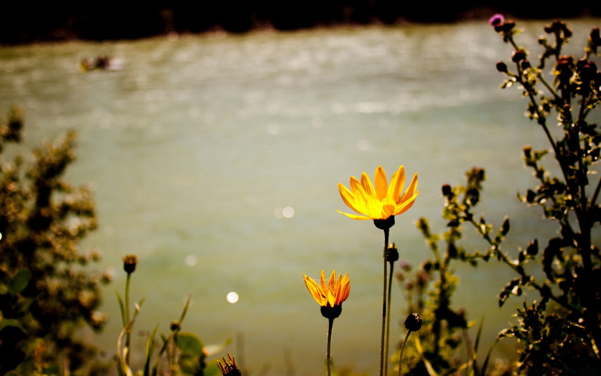 jahrgang blume natur im freien sonne sommer gutes wetter blatt unschärfe