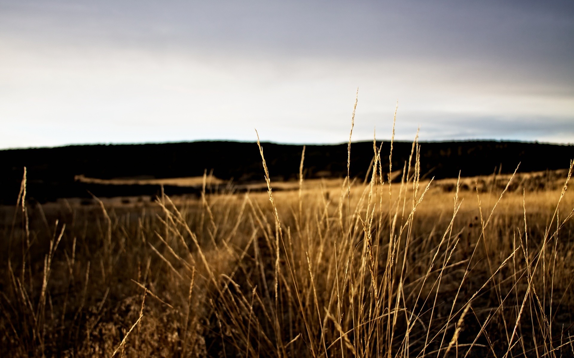 jahrgang landschaft sonnenuntergang himmel gras wasser natur morgendämmerung strand see feld meer im freien abend sonne reed