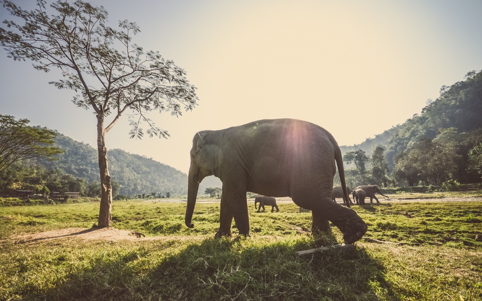 vintage mammal elephant nature wildlife grass tree travel animal outdoors trunk wild landscape wood park