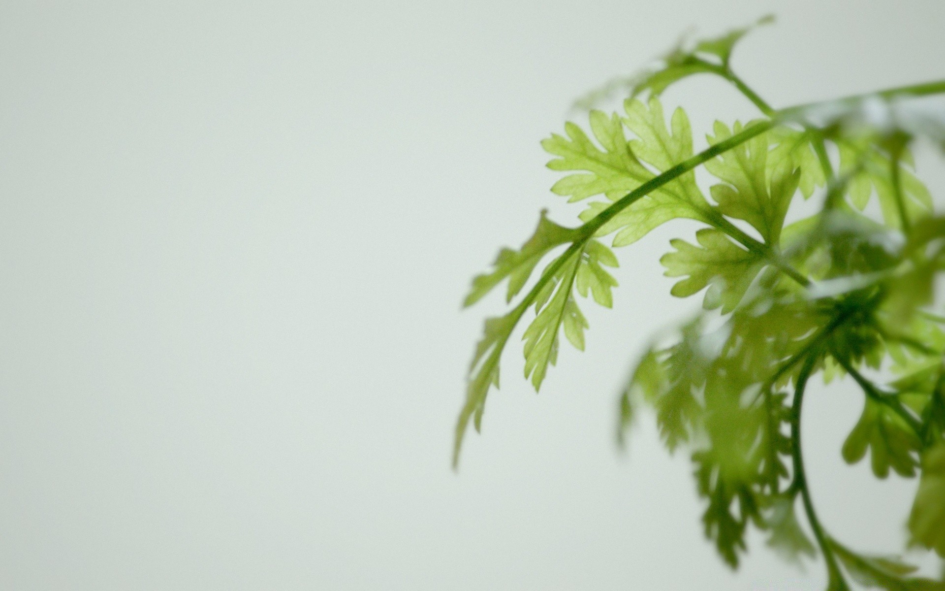 vintage leaf flora nature growth garden blur still life flower food summer