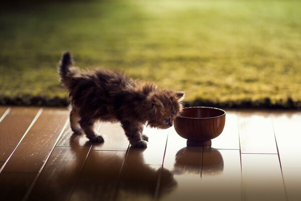 A little kitten at a cup of food