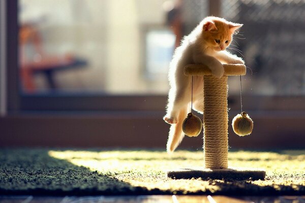 Lindo gato jugando en la naturaleza