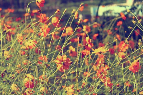 Hermosas flores en el campo en verano