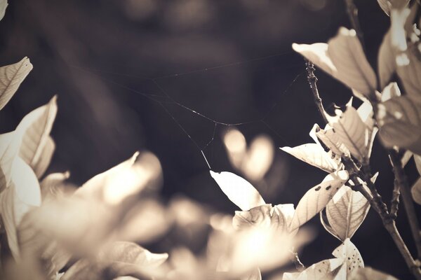 Foto vintage da natureza, folhas com teias de aranha penduradas sobre elas, em um fundo desfocado