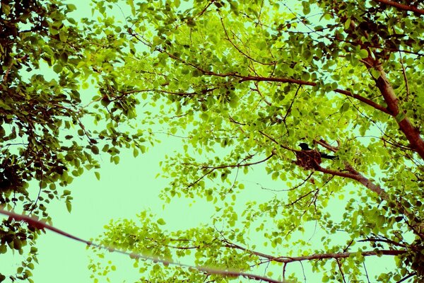 La natura è speciale quando gli alberi sono verdi