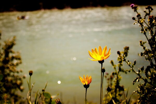 Flores florescendo e pôr do sol