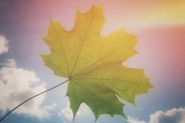 Yellow maple leaf on a blue sky background