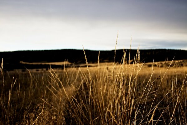 Vintage Bilder von Gras bei Sonnenuntergang