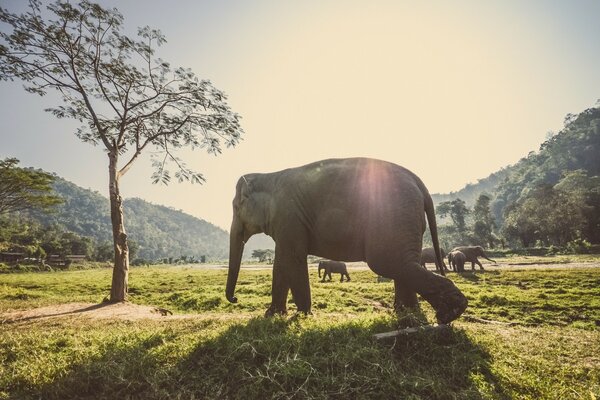 Summer morning and a herd of elephants