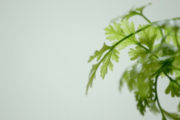 Ein Zweig Grün auf einem einfarbigen Hintergrund