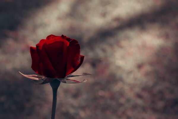 Vintage Flower rose natural leaf