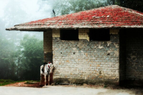 Un edificio inusual. Caballo contra la pared