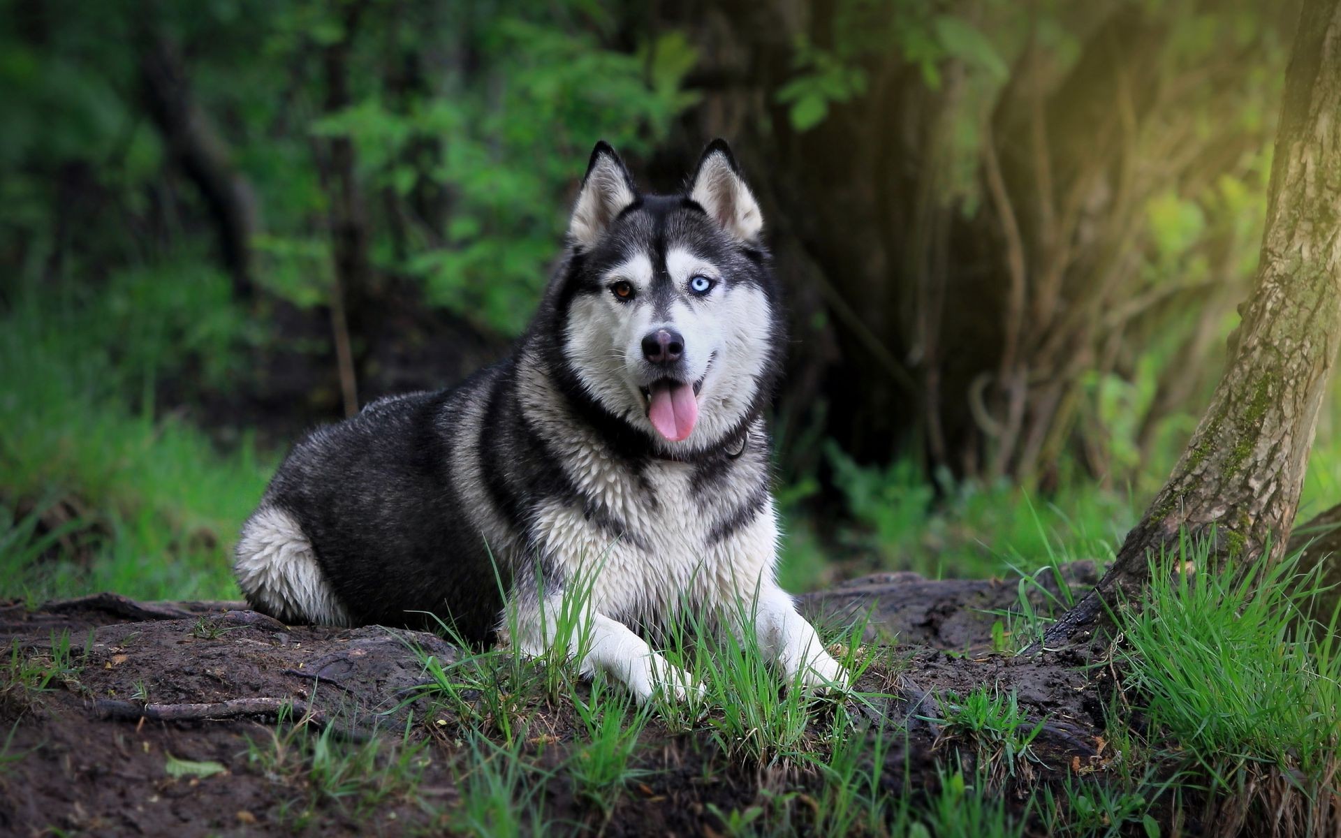 cani mammifero natura cane canino ritratto erba carino animale lupo legno all aperto