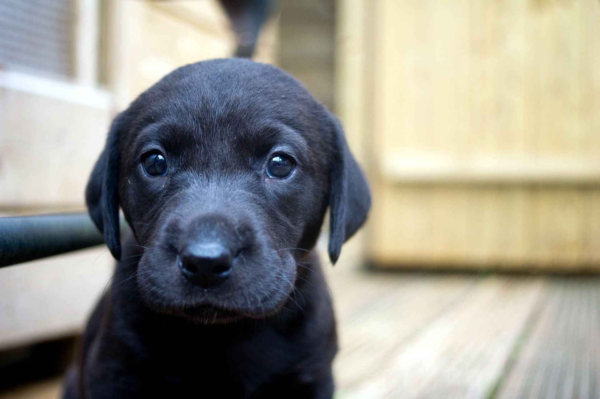 chien chien mignon portrait pet animal cynologue mammifère chiot aperçu s asseoir peu domestique