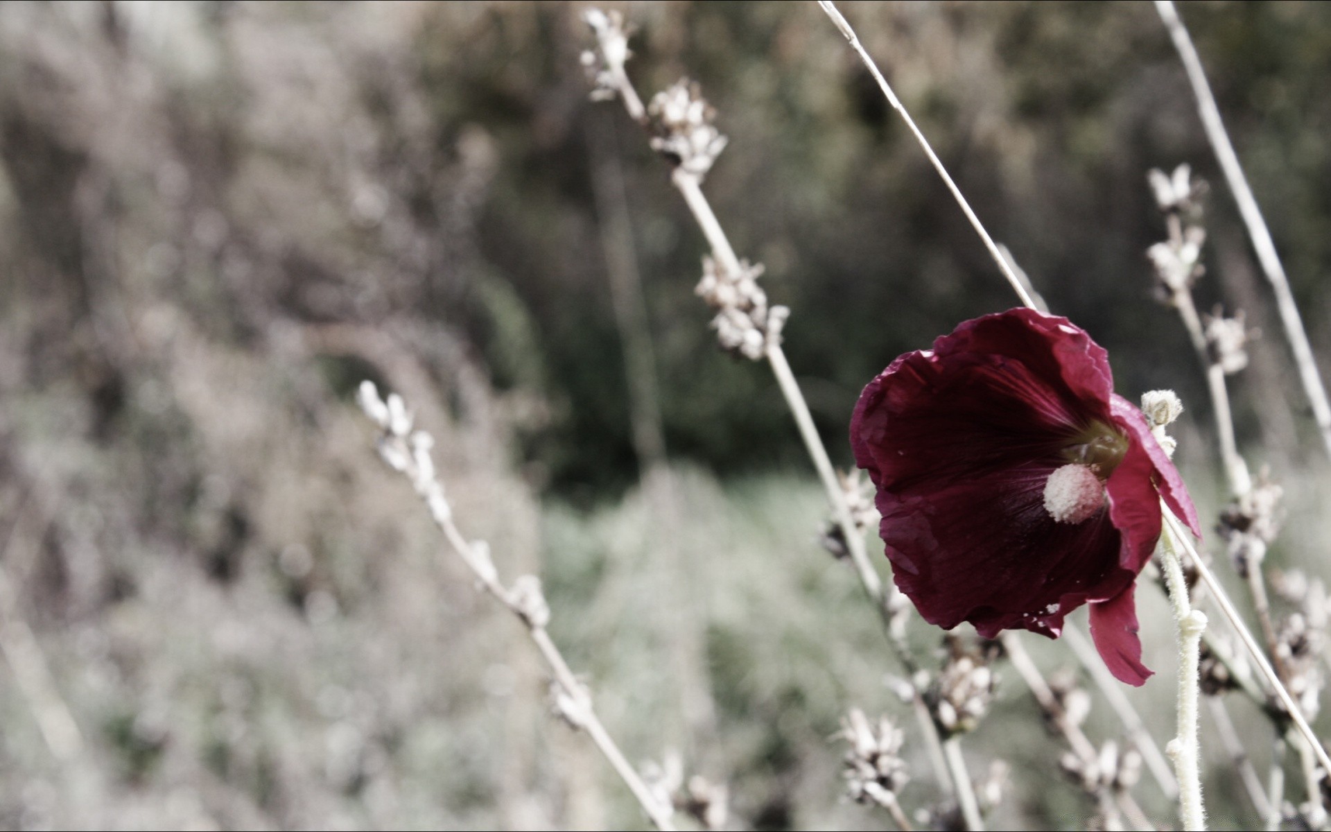 vintage çiçek doğa flora sezon ağaç kış açık havada şube bahçe yakın çekim renk frost yaz yaprak parlak güzel