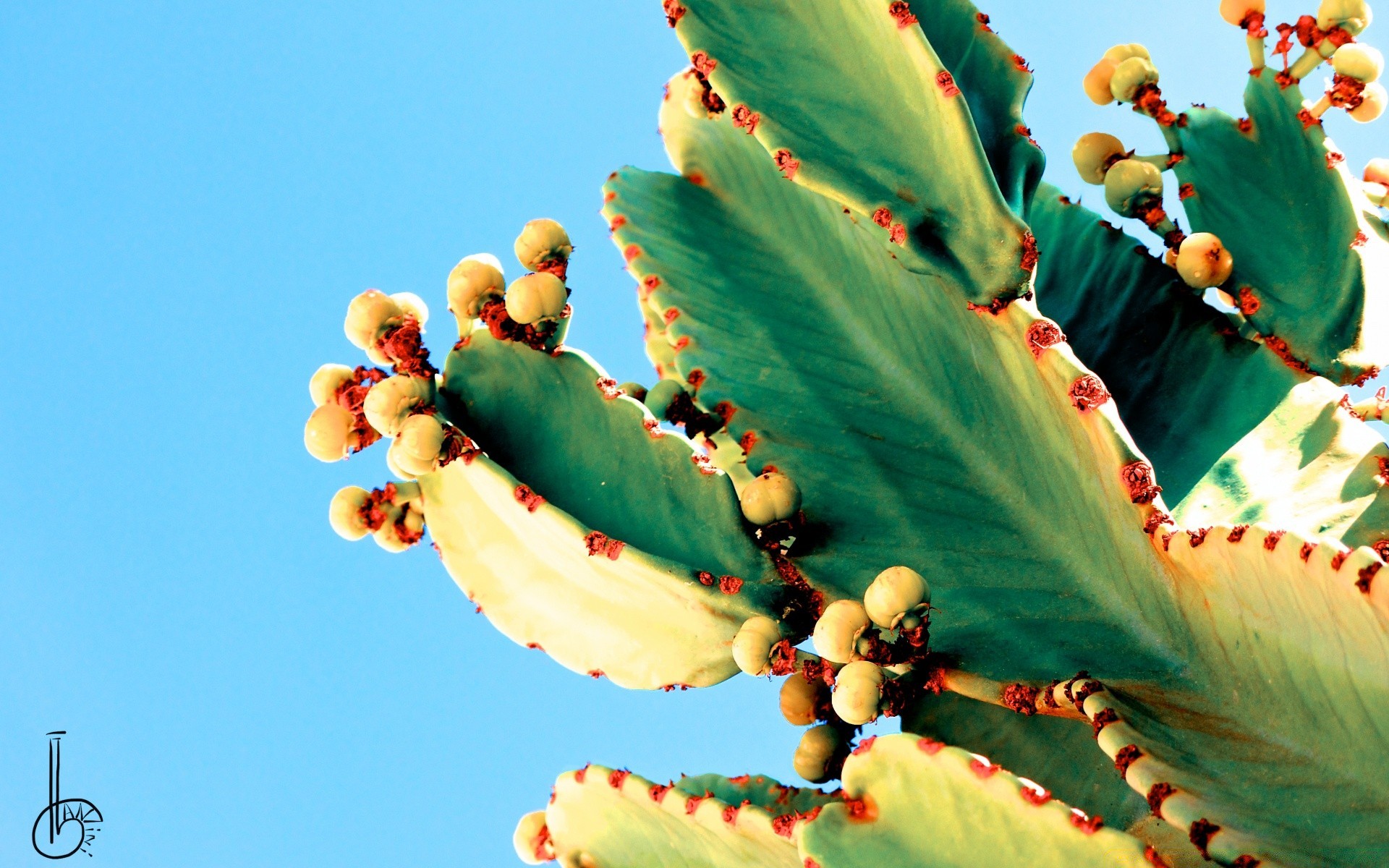 vintage festival cactus nature outdoors flower flora tree sky leaf color