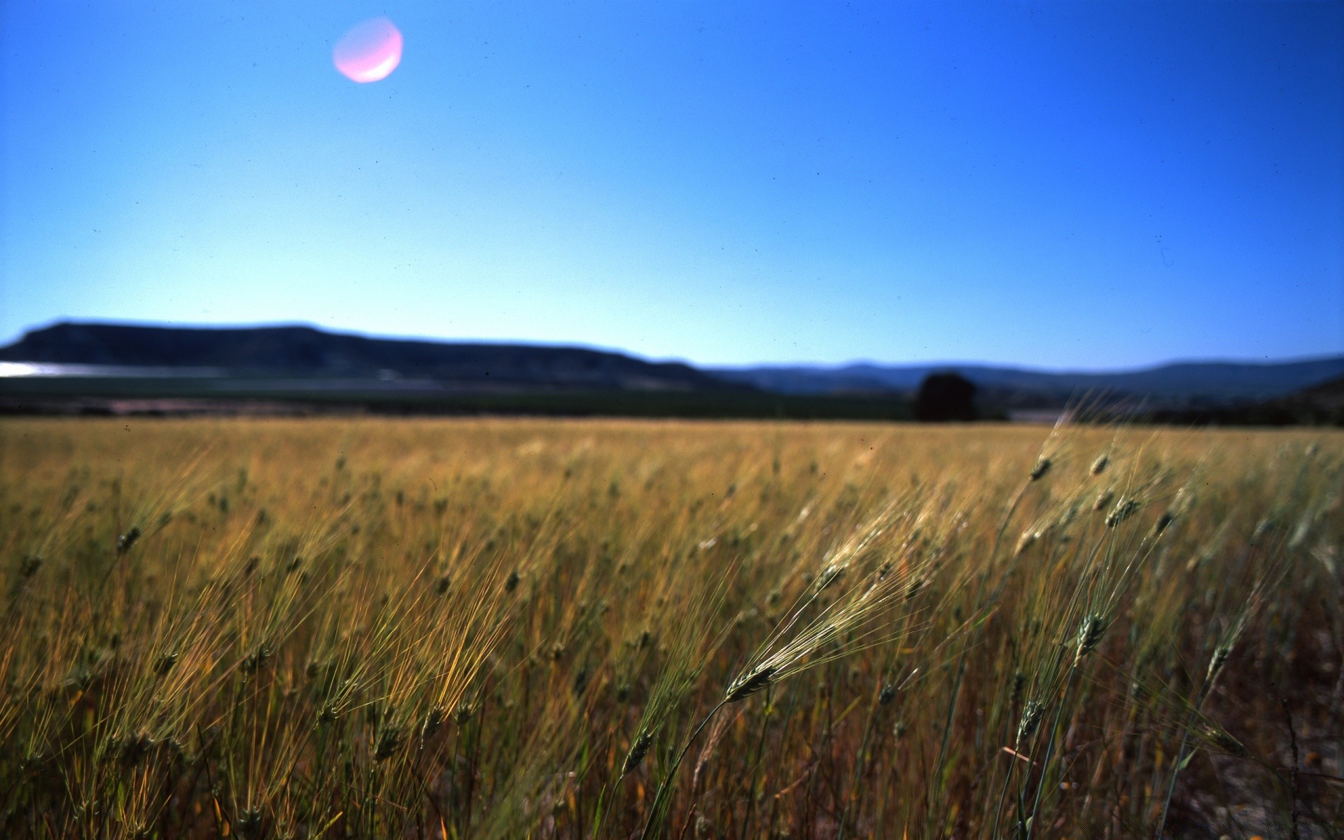 vintage paisaje tierra cultivada trigo agricultura campo cereales al aire libre cielo cosecha granja pasto maíz puesta del sol pastizales naturaleza crecimiento luz del día amanecer