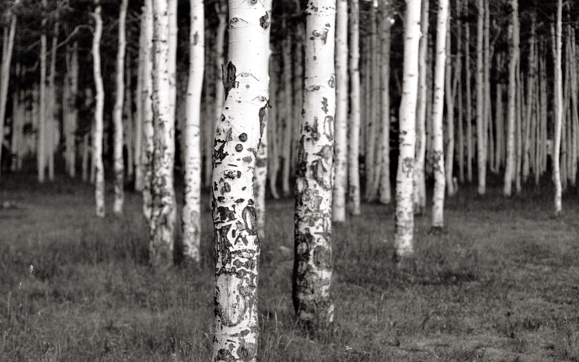 vintage bois bois nature paysage à l extérieur feuille branche