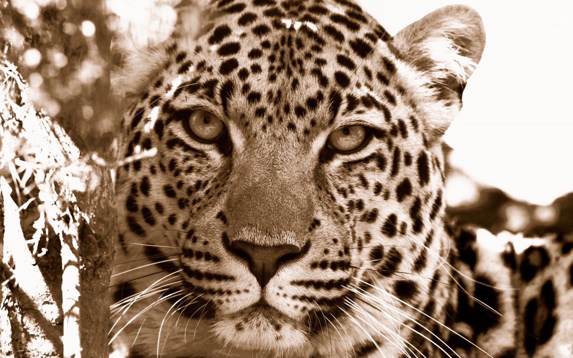 vintage wildlife cat animal leopard nature mammal zoo portrait predator eye wild fur