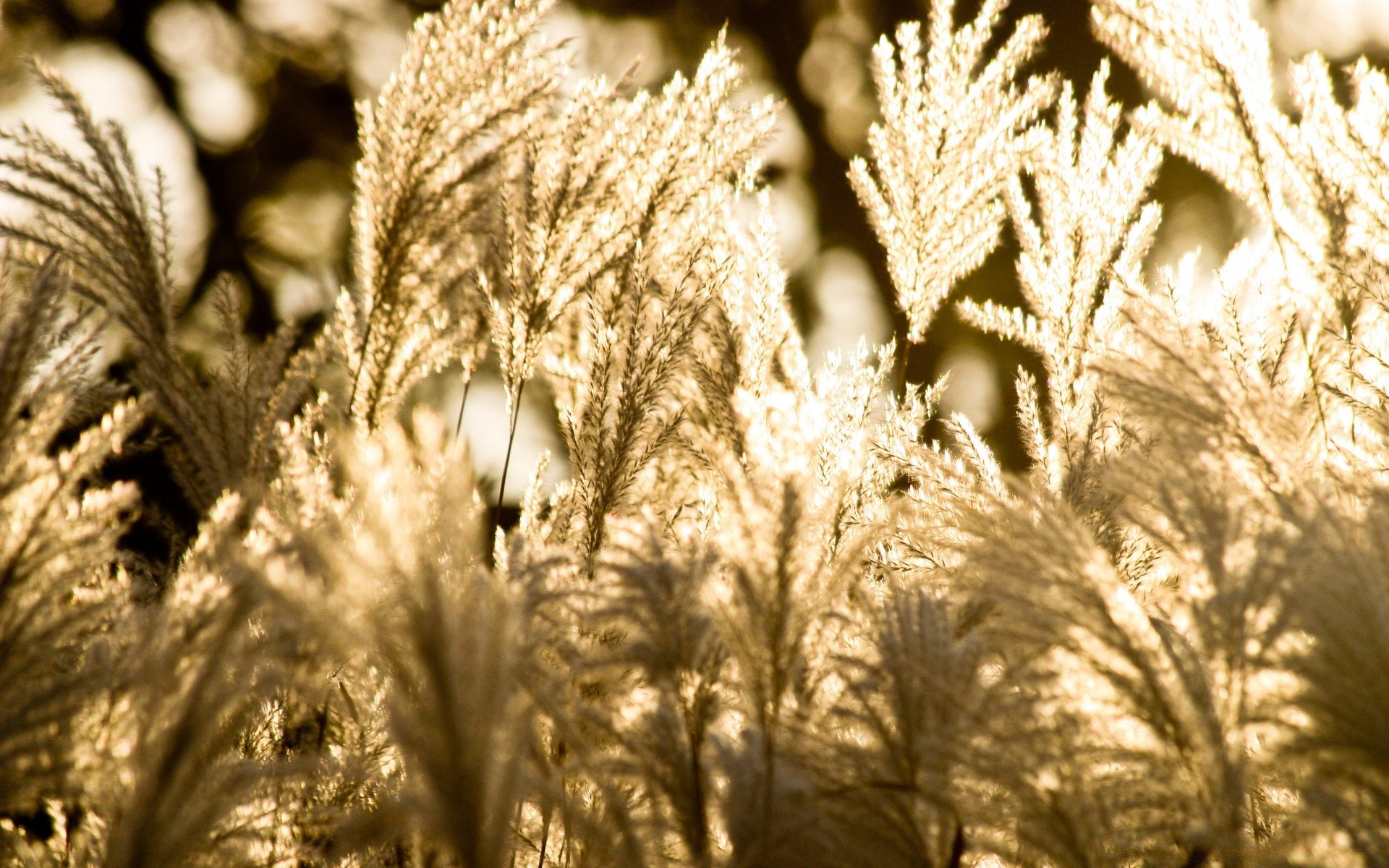 vintage natura all aperto flora foglia inverno primo piano