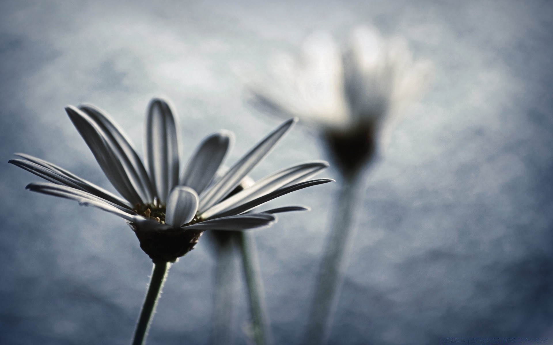 annata natura all aperto cielo neve inverno