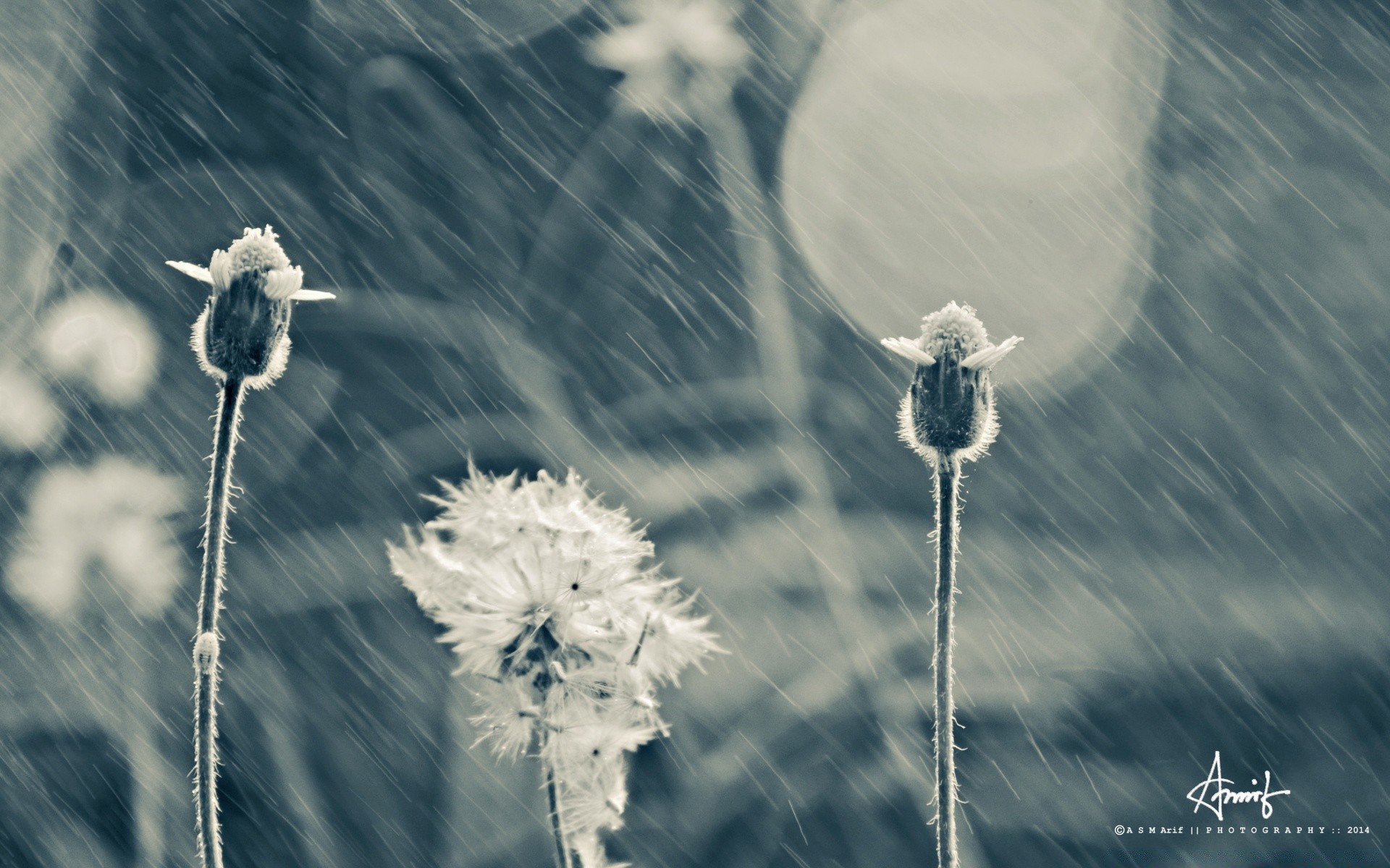 jahrgang natur sommer im freien himmel hell