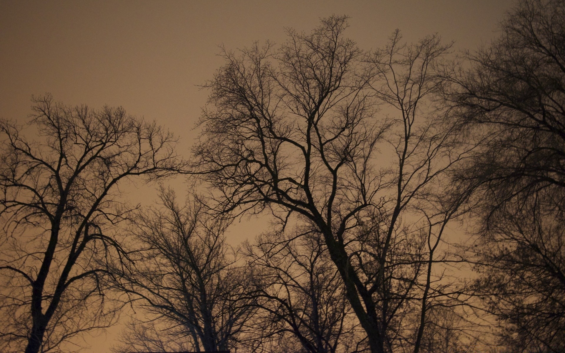 vintage brouillard bois aube brouillard paysage bois automne hiver unique nature soleil météo silhouette moody rétro-éclairé branche beau temps chêne solitude