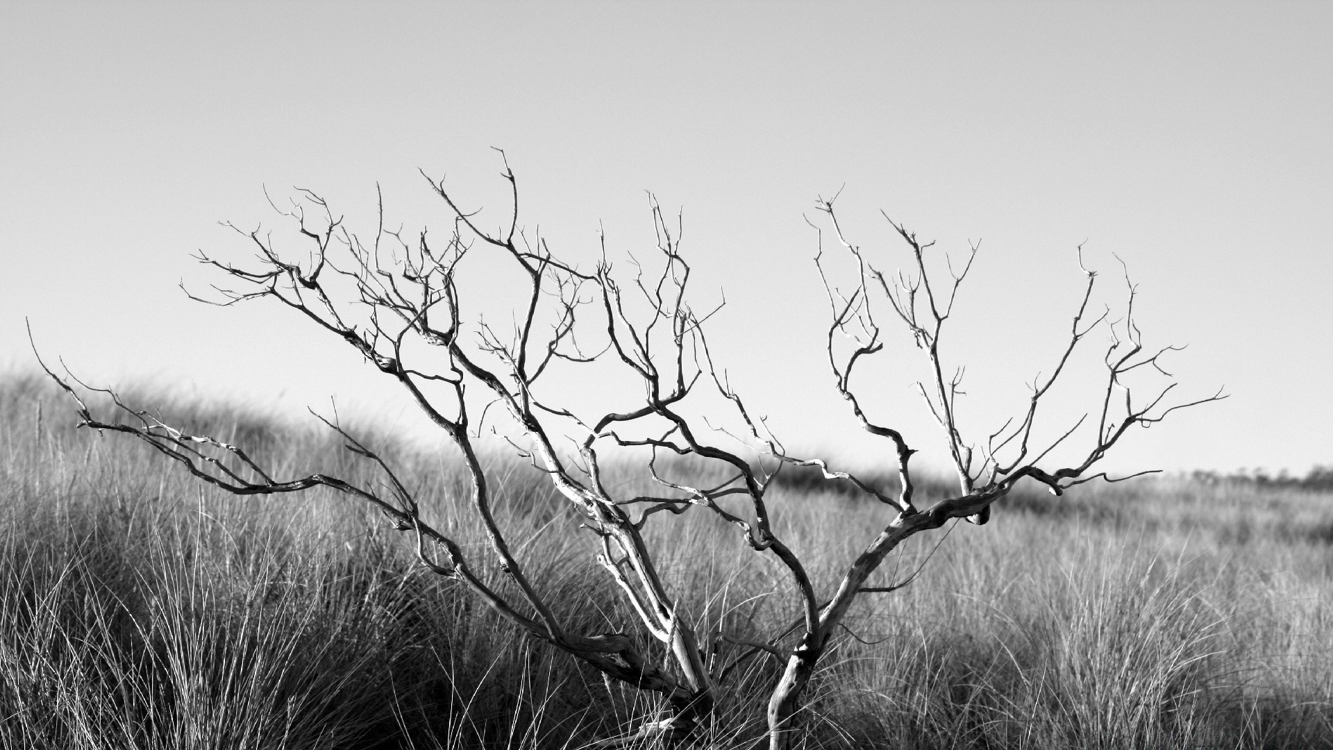 vintage landscape tree nature dawn sky wood flora grass fog outdoors branch leaf environment alone sunset