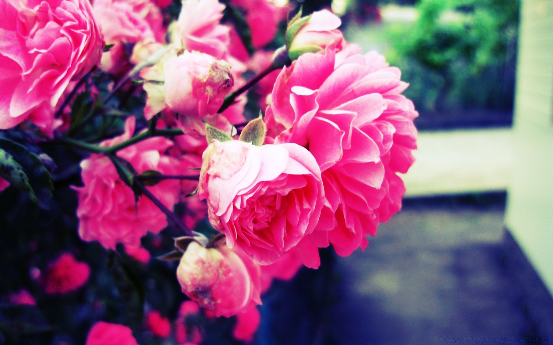 vintage çiçek gül doğa aşk flora bahçe yaprak düğün taçyaprağı buket çiçek açan romantizm çiçek şakayık renk romantik yaz hediye güzel