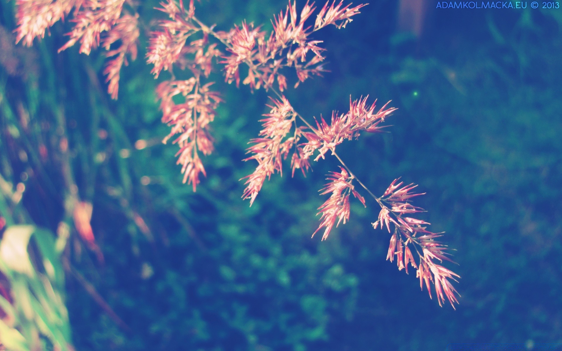 vintage doğa flora açık havada büyüme yaprak parlak güzel hava yaz sezon çimen