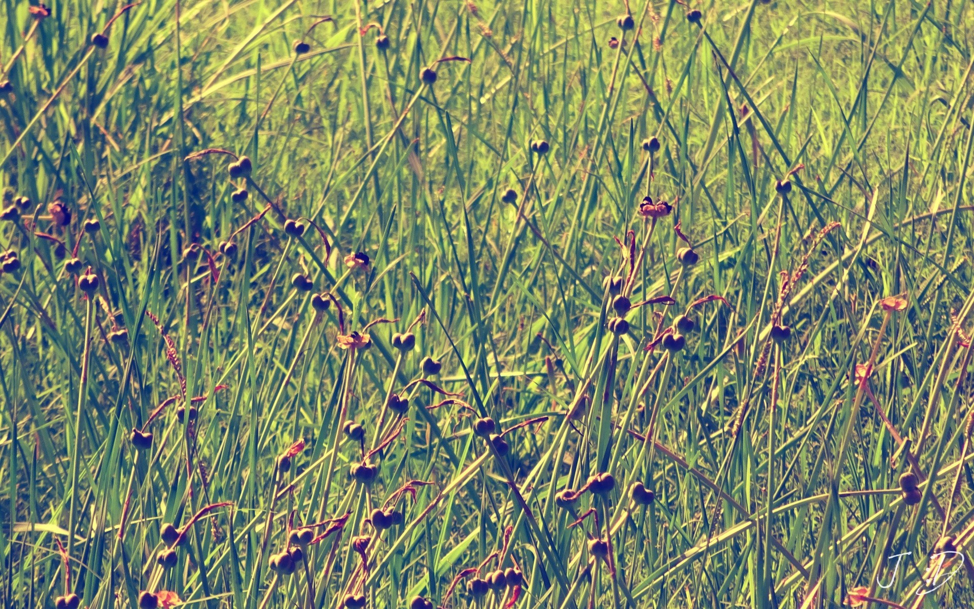 vintage herbe flore nature reed champ bureau été saison foin à l extérieur la croissance l environnement feuille couleur eau modèle mars lumineux fleur