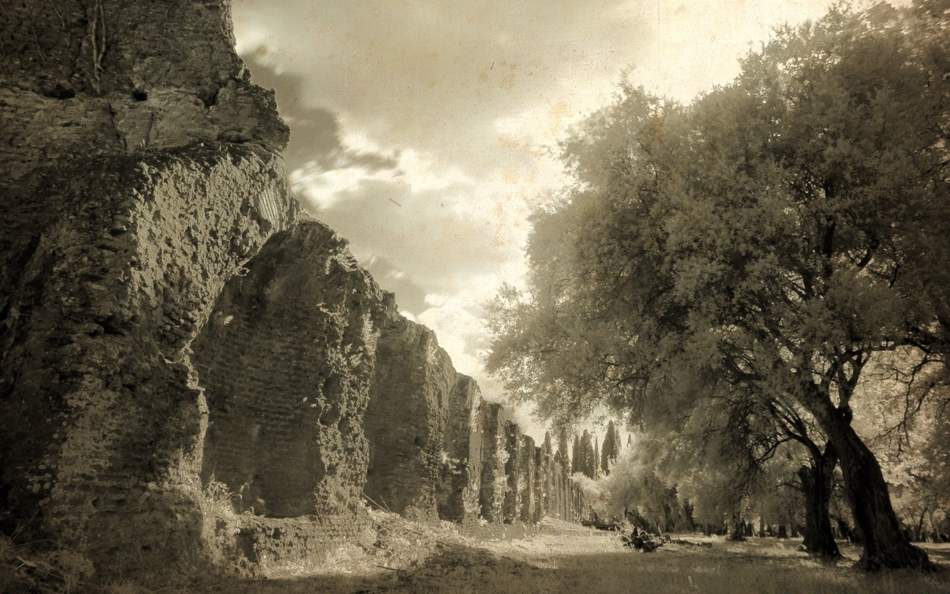 jahrgang baum landschaft im freien reisen natur himmel monochrom